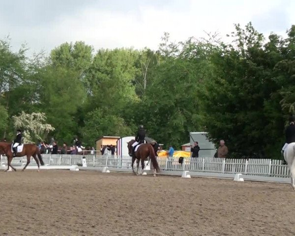 Reitturnier Düren 2013
