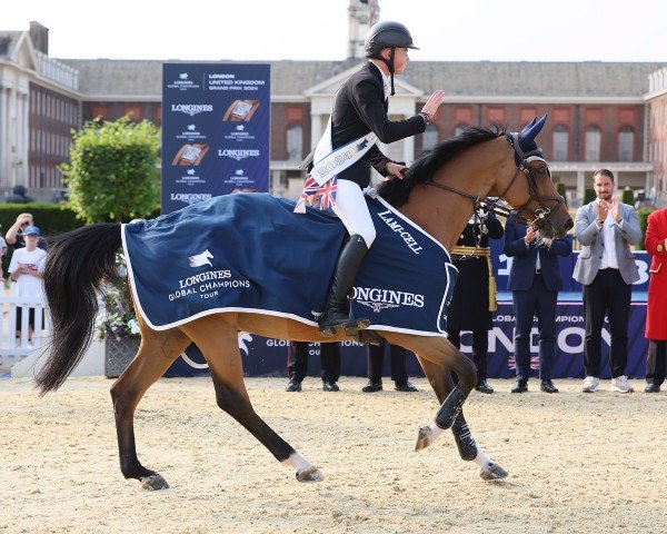 jumper Sherlock (Belgian Warmblood, 2013, from Bisquet Balou C) jumper Sherlock (Belgian Warmblood, 2013, from Bisquet Balou C)