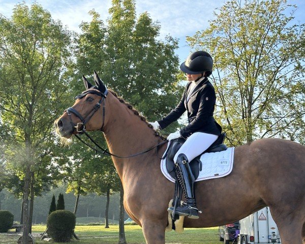 dressage horse Fider's Fee Destiny (Hanoverian, 2009)