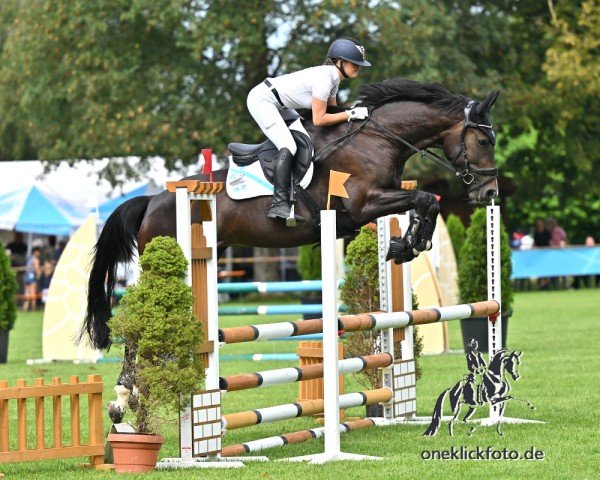 Springpferd Dignified's Lady Chrystal (Irish Sport Horse, 2019, von Dignified van't Zorgvliet)