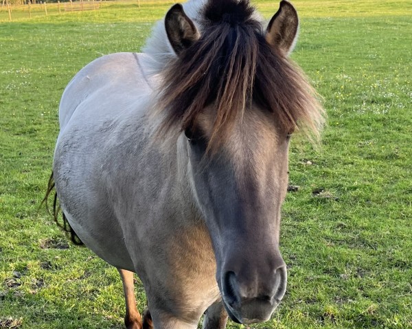 Pferd Sølvi (Fjordpferd, 2021, von Drafur)