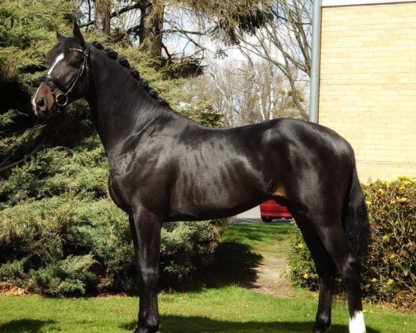 horse Tommy (Hanoverian, 2020, from Zoom)