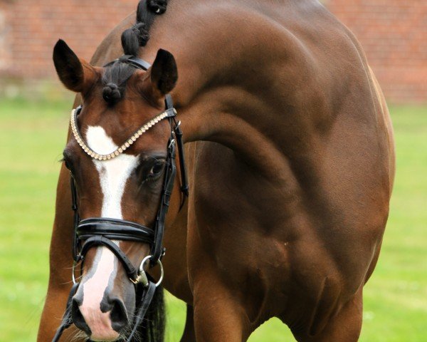 horse Stute von Neverland WE / Chantre B (German Riding Pony, 2020, from Neverland WE)