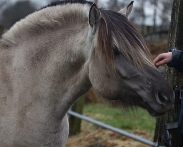broodmare Perle F.Y. (Fjord Horse, 2019, from Rudsmo Rune) broodmare Perle F.Y. (Fjord Horse, 2019, from Rudsmo Rune)