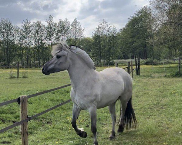 broodmare Utopia van de Bilterhoeve (Fjord Horse, 2018, from Drafur)