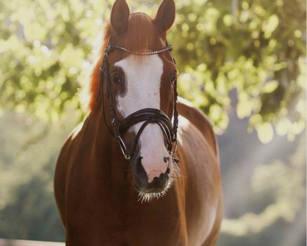 dressage horse Lancaster (Hanoverian, 2014, from Livaldon)
