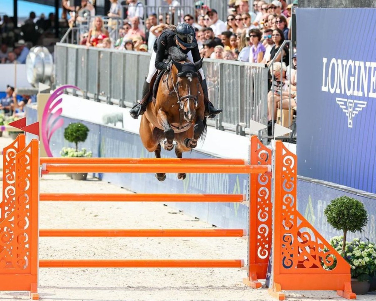 Zuchtstute Amaretto Daisy (Irish Sport Horse, 2013, von Amaretto D'Arco)