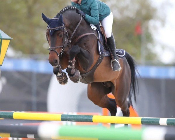 jumper Chatallano PS (Oldenburg show jumper, 2012, from Chacco-Blue)