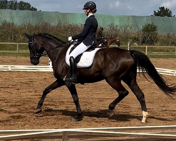 Dressurpferd Dr.Socke S (Deutsches Sportpferd, 2014, von Decurio 3)