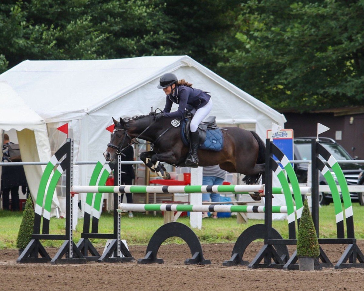 jumper Time To Wonder 3 (Pony without race description, 2016, from Unbekannt)
