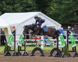 jumper Time To Wonder 3 (Pony without race description, 2016, from Unbekannt)