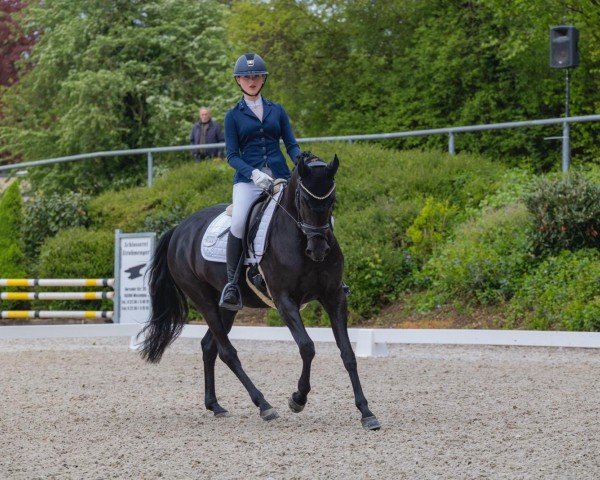 dressage horse Penny Lane 379 (German Riding Pony, 2013, from Popcorn WE)