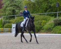 dressage horse Penny Lane 379 (German Riding Pony, 2013, from Popcorn WE)