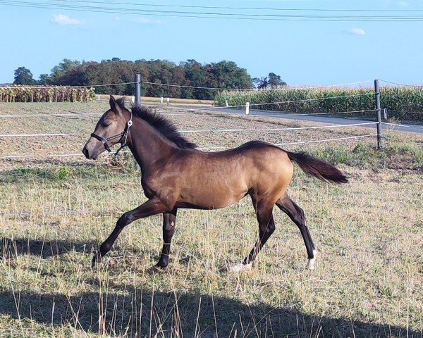 broodmare BE Keep Running Kaithy (Hungarian Warmblood, 2024, from Rubint)
