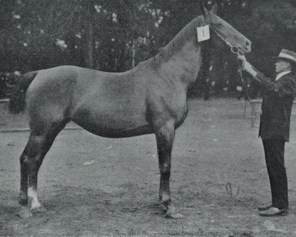 broodmare Neforis (Hanoverian, 1905, from Nadick)