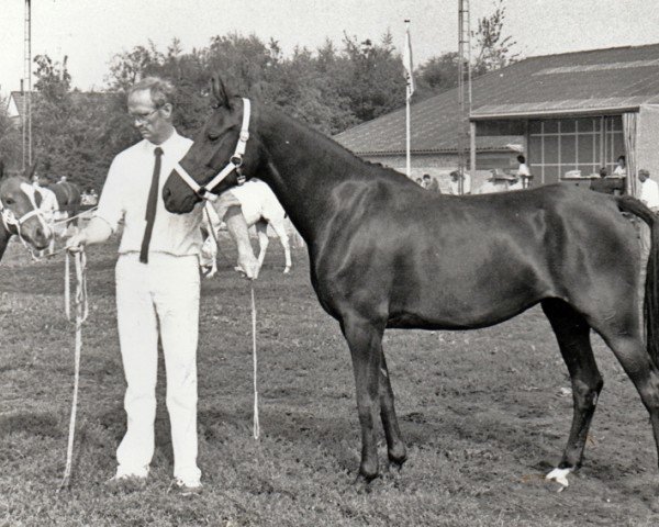 Broodmare Astrid (Nederlands Riding Horses and Pony, 1980, from Lord Peter)