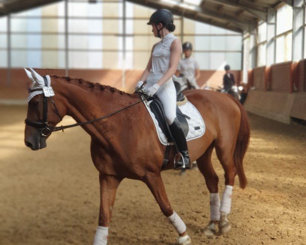 horse Pialotta (Westphalian, 2006)