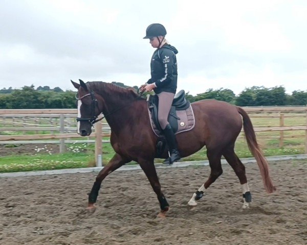 horse Bijou EH (Hanoverian, 2012, from Bonard de Charry)