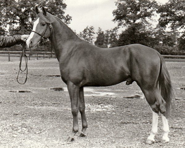 Deckhengst Alfred (Nederlands Rijpaarden en Pony, 1985, von Apollo) Deckhengst Alfred (Nederlands Rijpaarden en Pony, 1985, von Apollo)