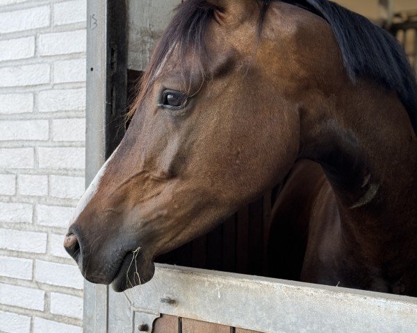 horse Coke on Ice (German Riding Pony, 2019, from Coke saint of the Life)
