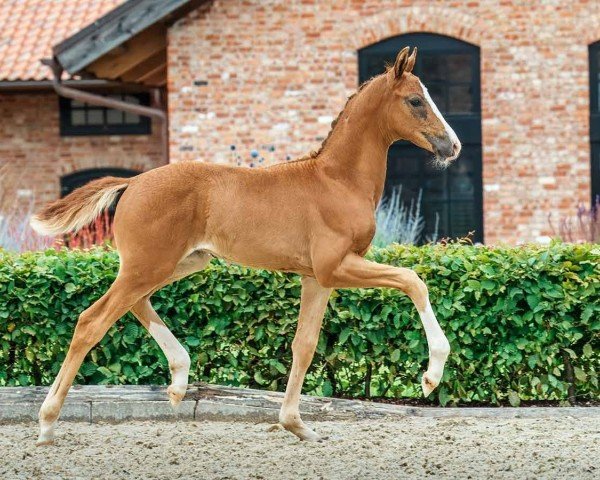 horse First to Follow (Oldenburg, 2024, from Follow Him´s Schönweide)