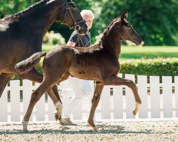 horse Bocelli (Hanoverian, 2024, from Bon Esprit)