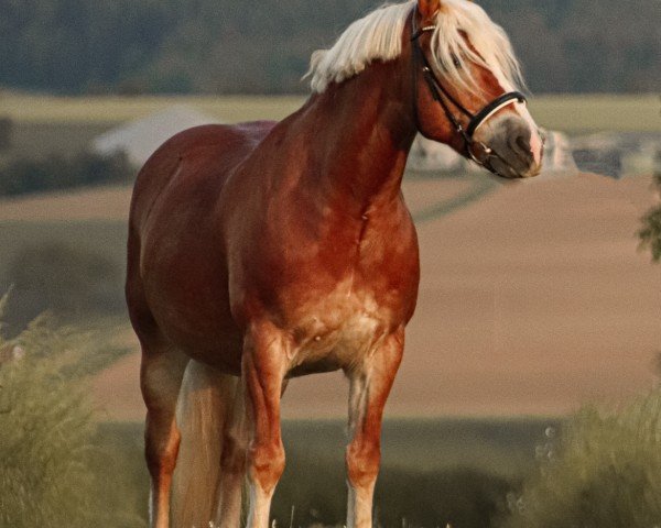 horse Nelson (Haflinger, 2005, from Nathian (3,125% ox))