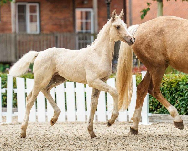 Pferd Bellevue (Kleines deutsches Reitpferd, 2024, von Bon Esprit)