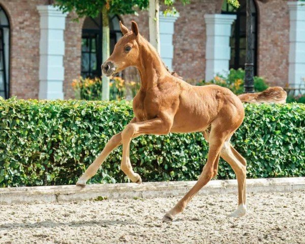 horse Ravello (Hanoverian, 2024, from Raven)