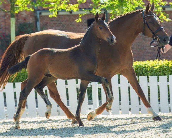 horse For Friendship (Hanoverian, 2024, from Follow Him´s Schönweide)