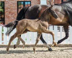 horse Stute von Bon Esprit / Bretton Woods (Oldenburg, 2024, from Bon Esprit)