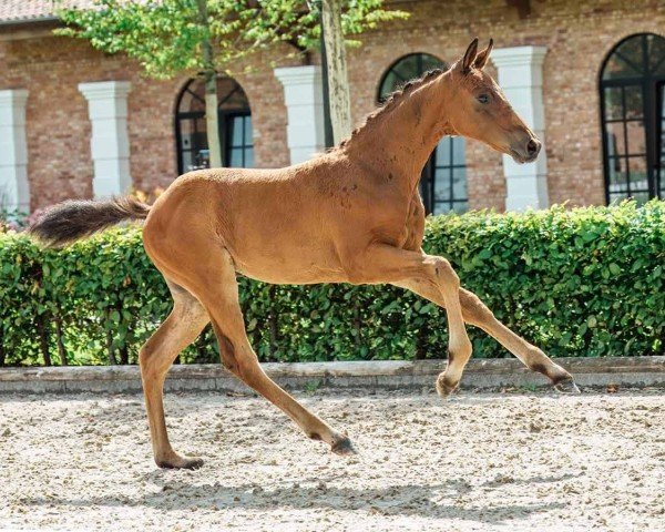 horse Fabius (Westphalian, 2024, from Follow Him´s Schönweide)