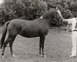 Broodmare Santana (Nederlands Riding Horses and Pony, 1980, from Conquistador)