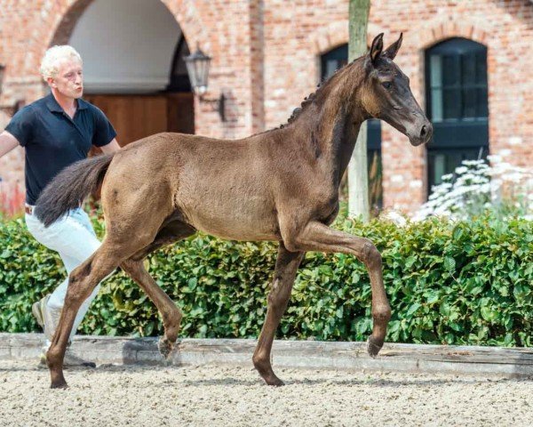 horse Stute von Follow Him's Schönweide / Connor (Holsteiner, 2024, from Follow Him´s Schönweide)
