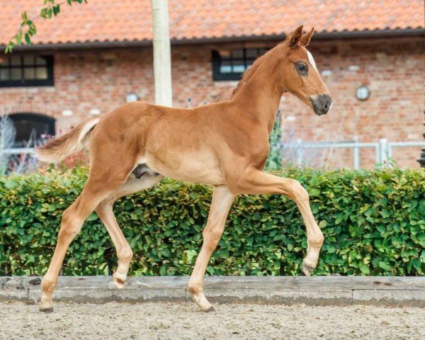 Pferd Benito (Westfale, 2024, von Bon Esprit)