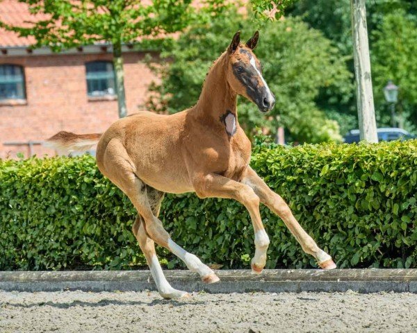 Pferd Beau (Oldenburger, 2024, von Bon Esprit)