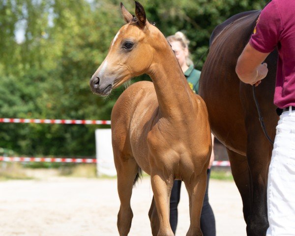 Pferd Sola (Kleines deutsches Reitpferd, 2024, von Cadlanvalley Sir Ivanhoe)