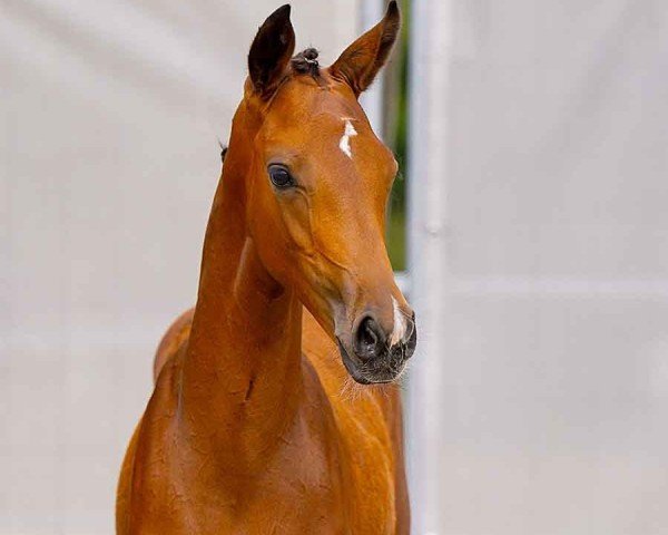 horse Finesse de Paris H (Hanoverian, 2024, from Fuechtels Floriscount OLD)