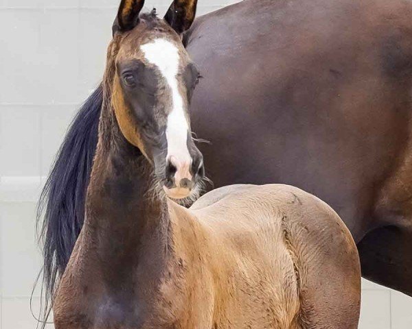 horse Voll verliebt (Hanoverian, 2024, from V-Power)