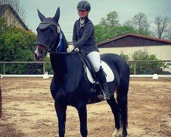 broodmare Cessna (Hanoverian, 2009, from Contendro I)