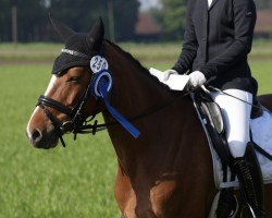 Dressurpferd Delightful 6 (Deutsches Reitpony, 2016, von Da Capo)