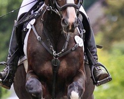 jumper Nachtschatten (Hanoverian, 2007, from Now Or Never M)