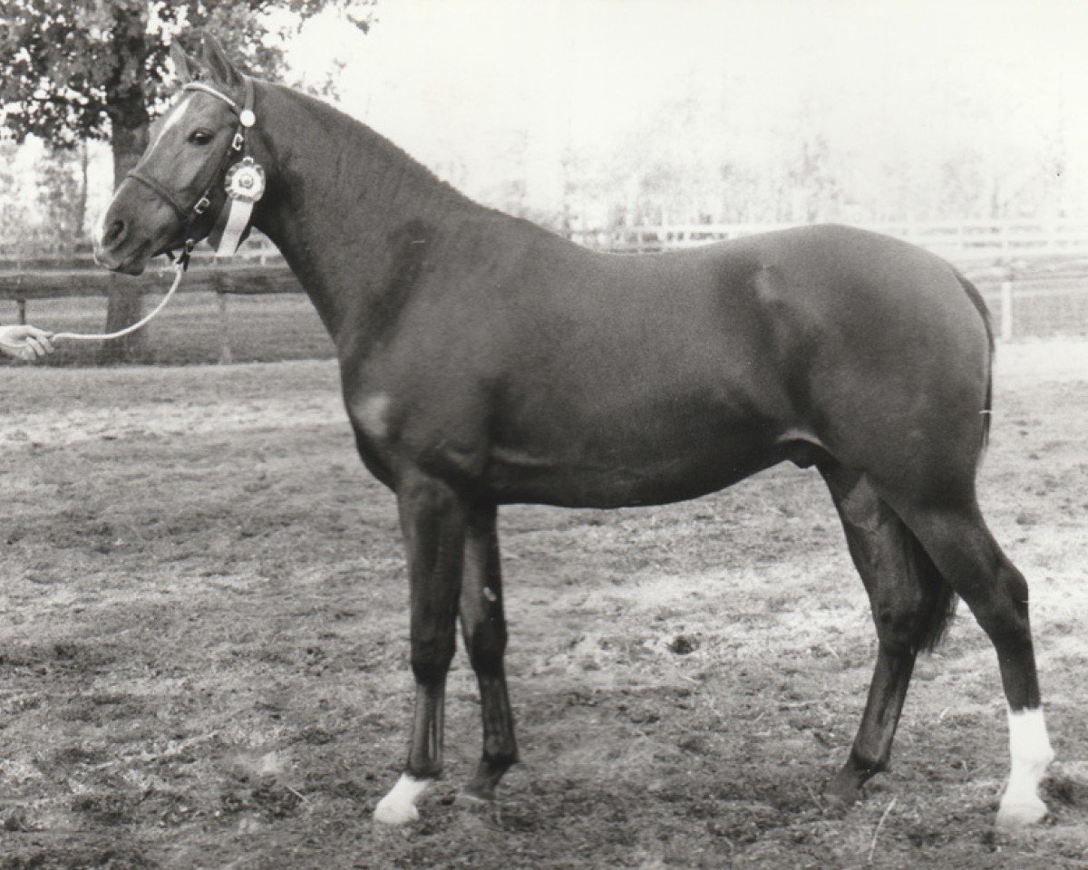horse Alympia (Nederlands Rijpaarden en Pony, 1987, from Aron)