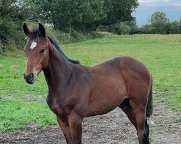 horse Keano (Holsteiner, 2024, from Keaton HV)
