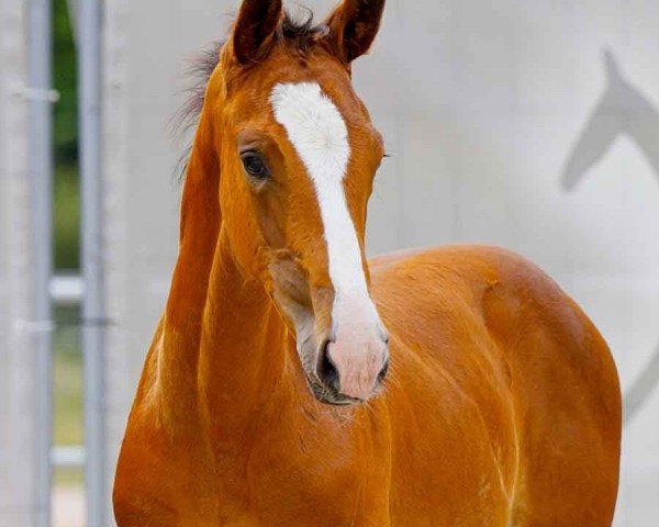 horse Jackman (Hanoverian, 2024, from Jasper)