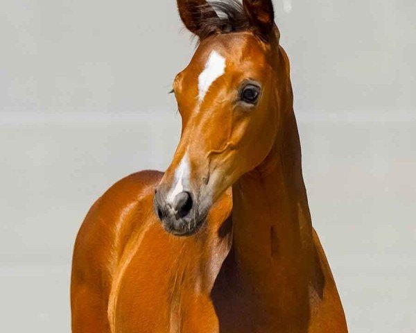 horse Philco H (Hanoverian, 2024, from Perigueux)