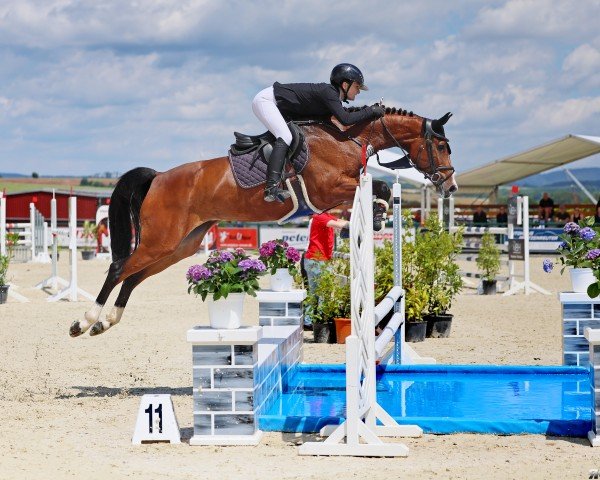 jumper Bambi Jo Pj (Hanoverian, 2019, from Balou du Rouet)