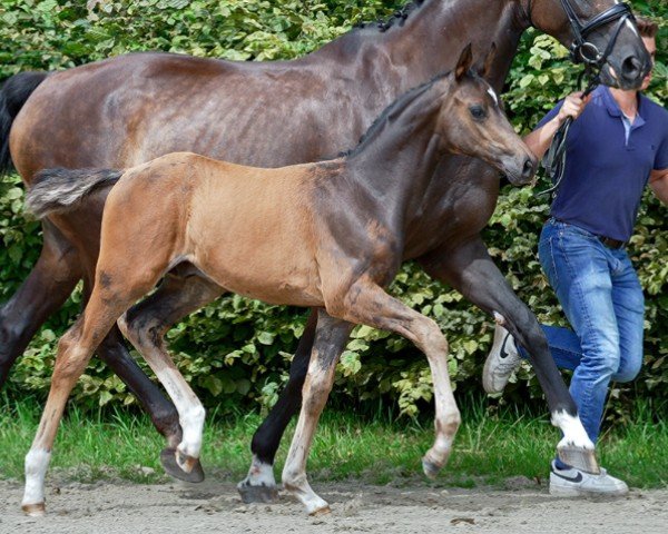 horse Hengst von Bloomingdale / De Niro (Hanoverian, 2024, from Bloomingdale)