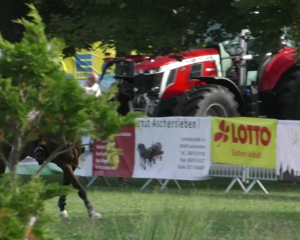 Reitturnier Aschersleben 2024
