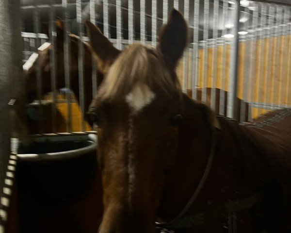 horse Little Jim (German Riding Pony, 2005, from Lateran)